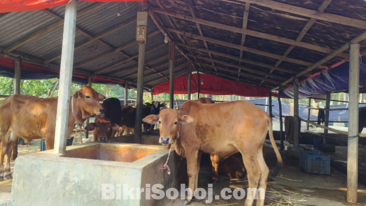১২ টা শাহীওয়াল ষাড় এবং ২ টি দুধের গাভী বিক্রি করা হবে।